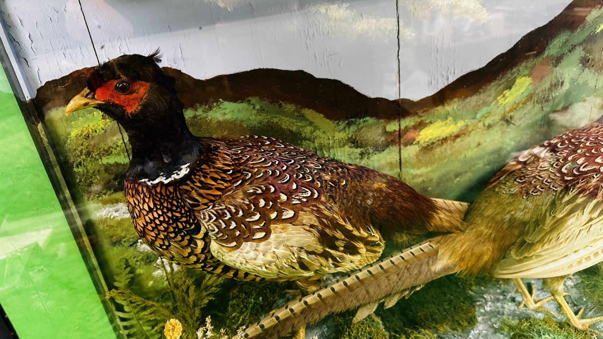 A CASED VICTORIAN TAXIDERMY STUDY OF TWO PHEASANTS, W 86CM X D 25CM X H 61CM. - Image 4 of 5