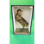 A VICTORIAN CASED TAXIDERMY STUDY OF A BITTERN - W 39CM X H 62CM X D 25.