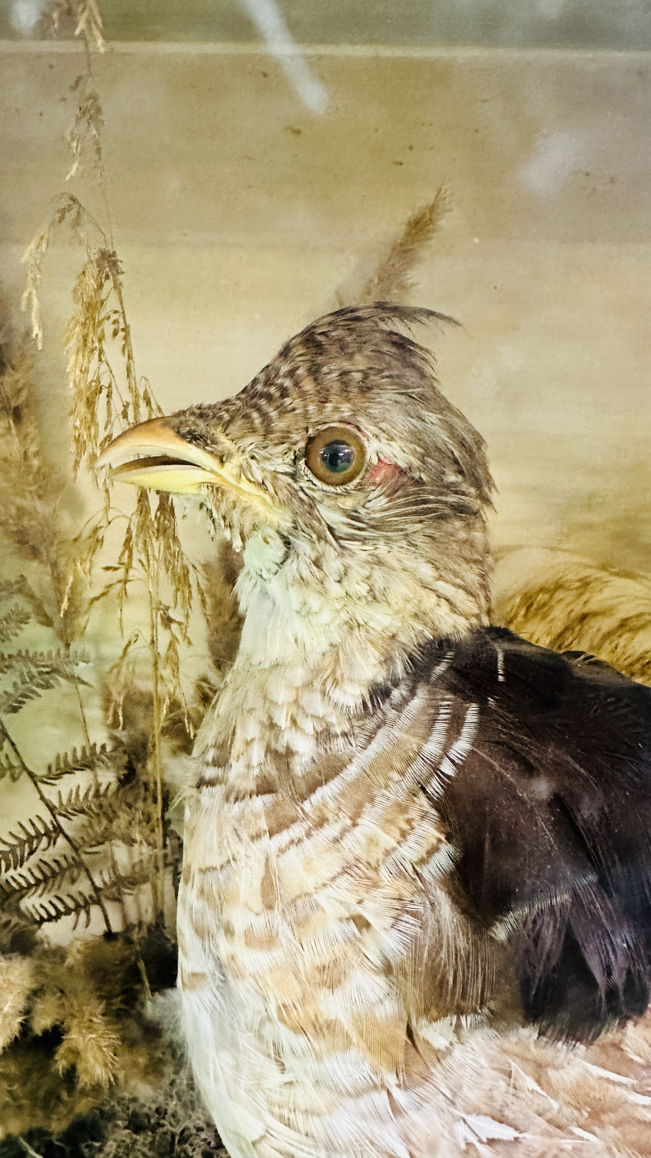 A VICTORIAN CASED TAXIDERMY STUDY OF A PAIR OF RUFFED GROUSE, - Image 2 of 10