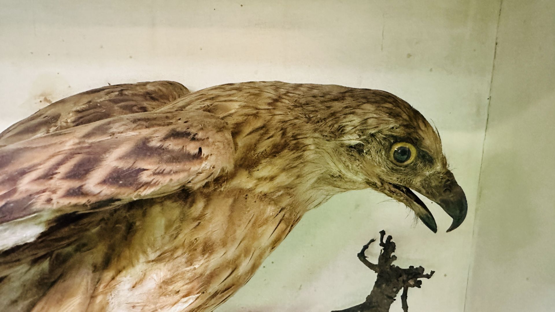 A VICTORIAN CASED TAXIDERMY STUDY OF A HONEY BUZZARD, IN A NATURALISTIC SETTING - W 73CM X H 52. - Image 2 of 8