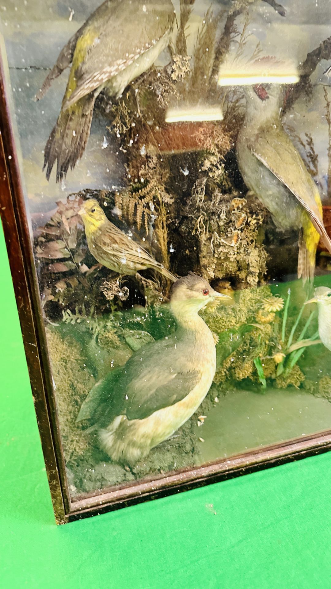 A VICTORIAN CASED TAXIDERMY STUDY OF SMALL BIRDS INCLUDING GREEN WOODPECKER HAWFINCH & LITTLE GREBE - Bild 7 aus 8