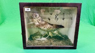 A VICTORIAN CASED TAXIDERMY STUDY OF A HARRIER UPON IT'S PREY - W 43CM X H 36CM X D 22CM.