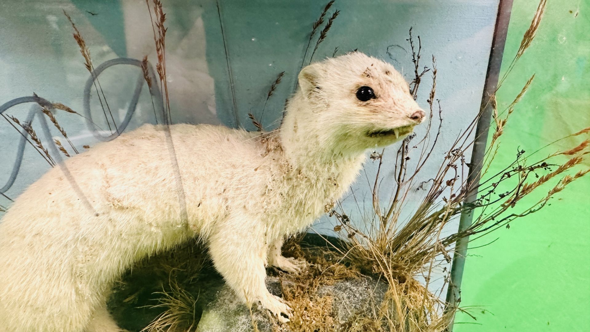 A VICTORIAN CASED TAXIDERMY STUDY OF A STOAT, IN A NATURALISTIC SETTING - W 38.5CM X H 31. - Bild 2 aus 5