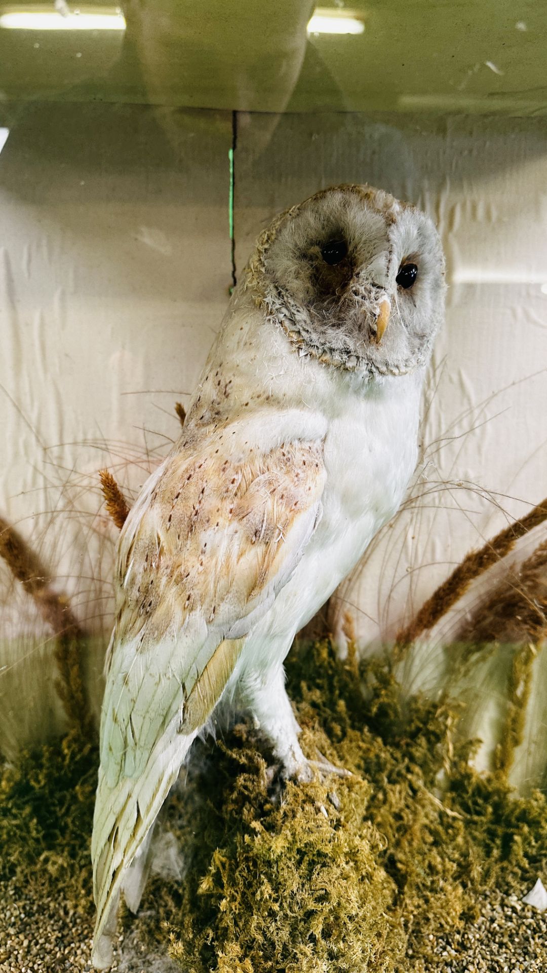 A CASED VICTORIAN TAXIDERMY STUDY OF A OWL, W 43CM X D 24CM X H 48CM. - Image 4 of 8