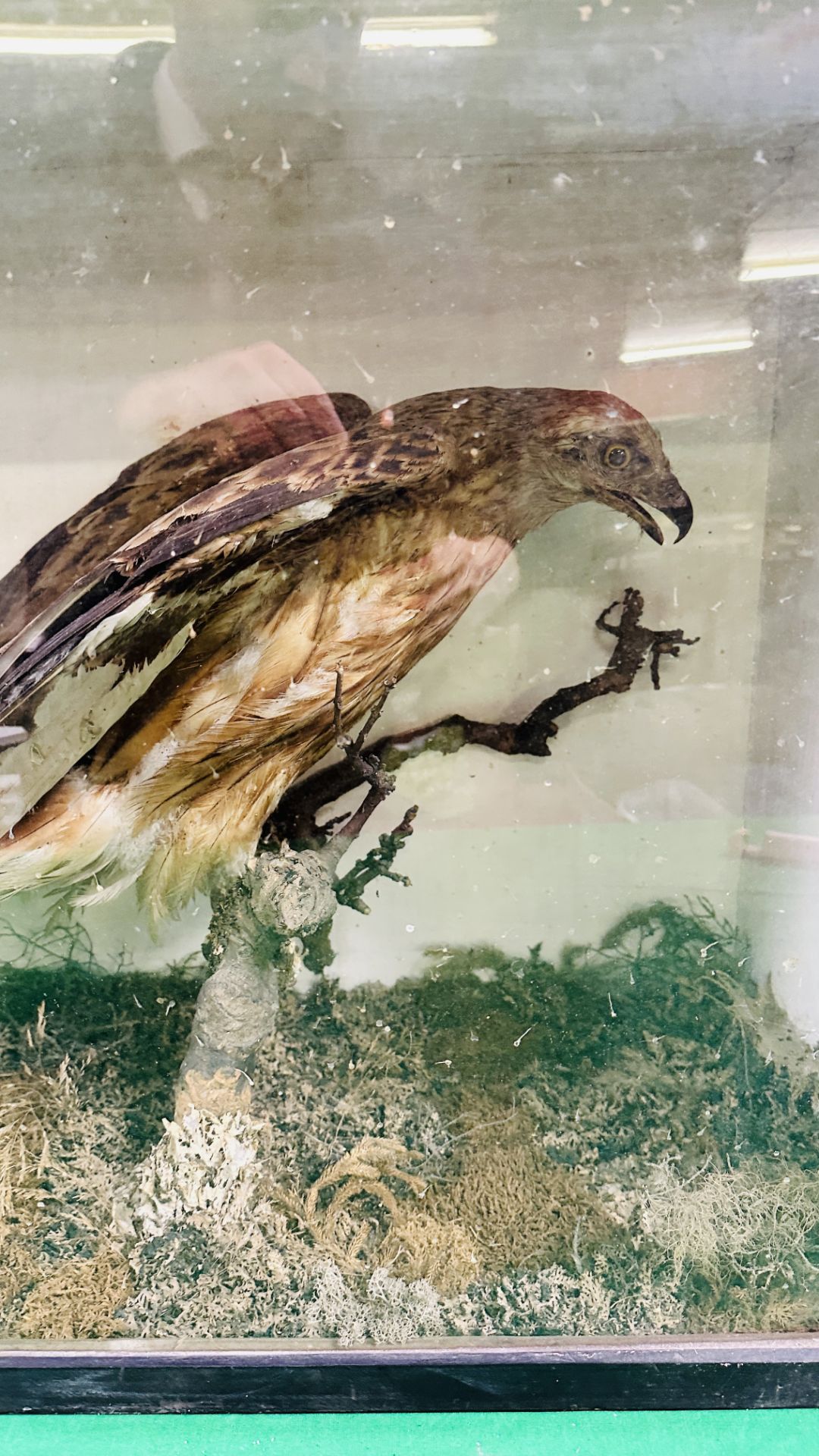 A VICTORIAN CASED TAXIDERMY STUDY OF A HONEY BUZZARD, IN A NATURALISTIC SETTING - W 73CM X H 52. - Image 4 of 8