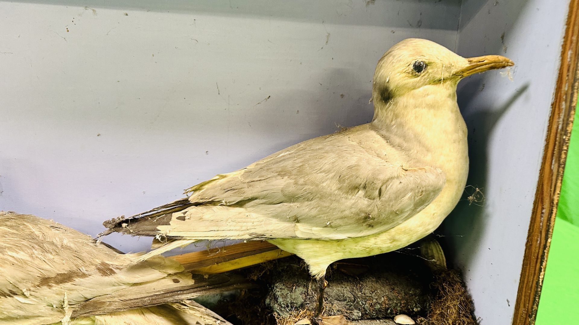 A VICTORIAN CASED TAXIDERMY STUDY OF TWO SEAGULLS, - Image 2 of 5