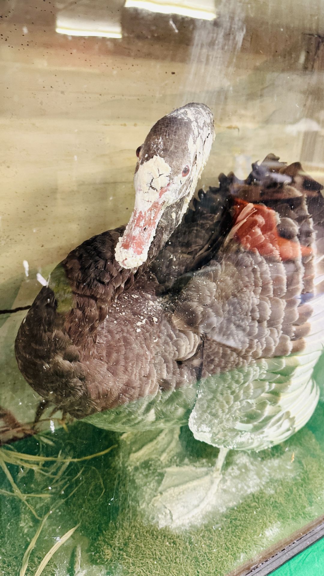 A VICTORIAN CASED TAXIDERMY STUDY OF A BLACK SWAN, IN A NATURALISTIC SETTING - W 72. - Image 7 of 8