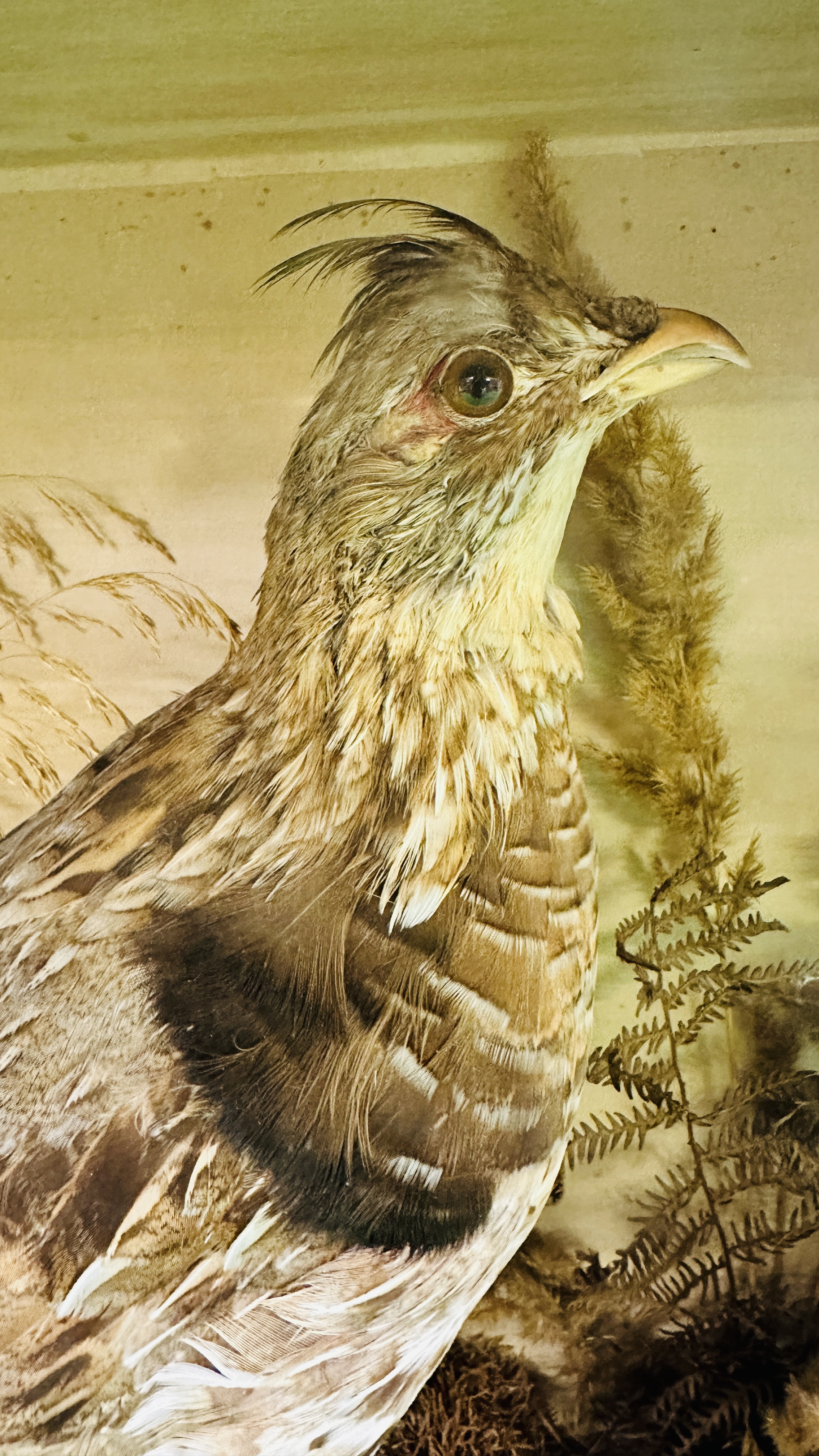 A VICTORIAN CASED TAXIDERMY STUDY OF A PAIR OF RUFFED GROUSE, - Image 5 of 10