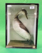 A VICTORIAN CASED TAXIDERMY STUDY OF A GREBE - W 19CM X H 40.5CM X D 17CM (SIGNS OF DETERIORATION).