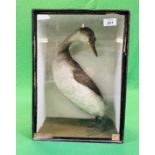 A VICTORIAN CASED TAXIDERMY STUDY OF A GREBE - W 19CM X H 40.5CM X D 17CM (SIGNS OF DETERIORATION).