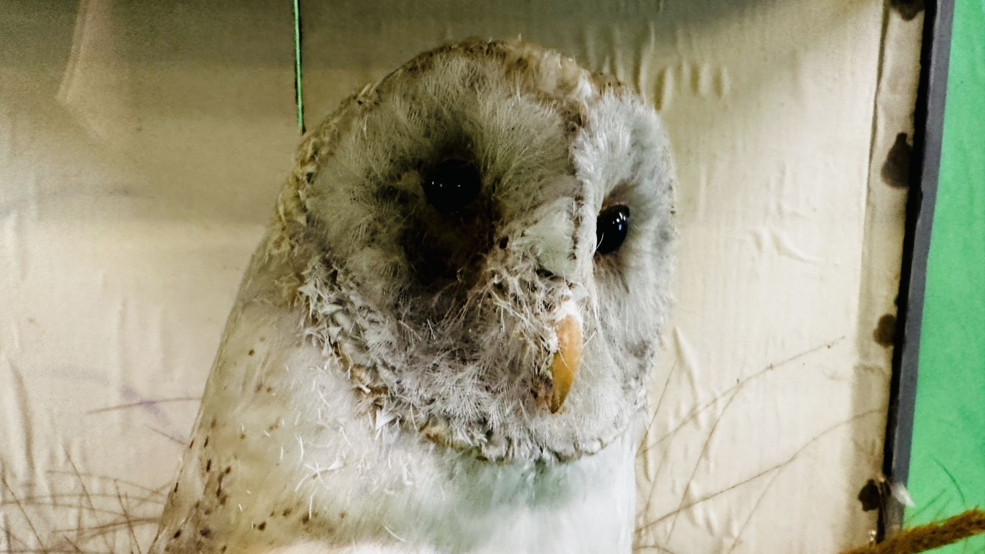 A CASED VICTORIAN TAXIDERMY STUDY OF A OWL, W 43CM X D 24CM X H 48CM. - Bild 7 aus 8