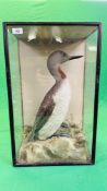 A VICTORIAN CASED TAXIDERMY STUDY OF A RED-THROATED DIVER,