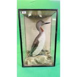 A VICTORIAN CASED TAXIDERMY STUDY OF A RED-THROATED DIVER,