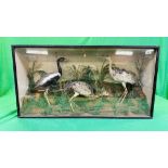 A VICTORIAN CASED TAXIDERMY STUDY OF A GROUP OF THREE WADING BIRDS,