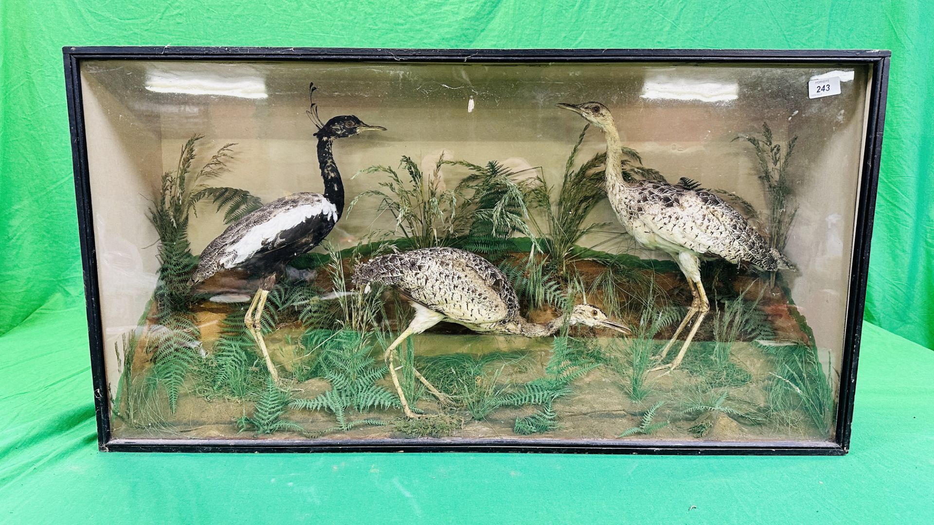 A VICTORIAN CASED TAXIDERMY STUDY OF A GROUP OF THREE WADING BIRDS,