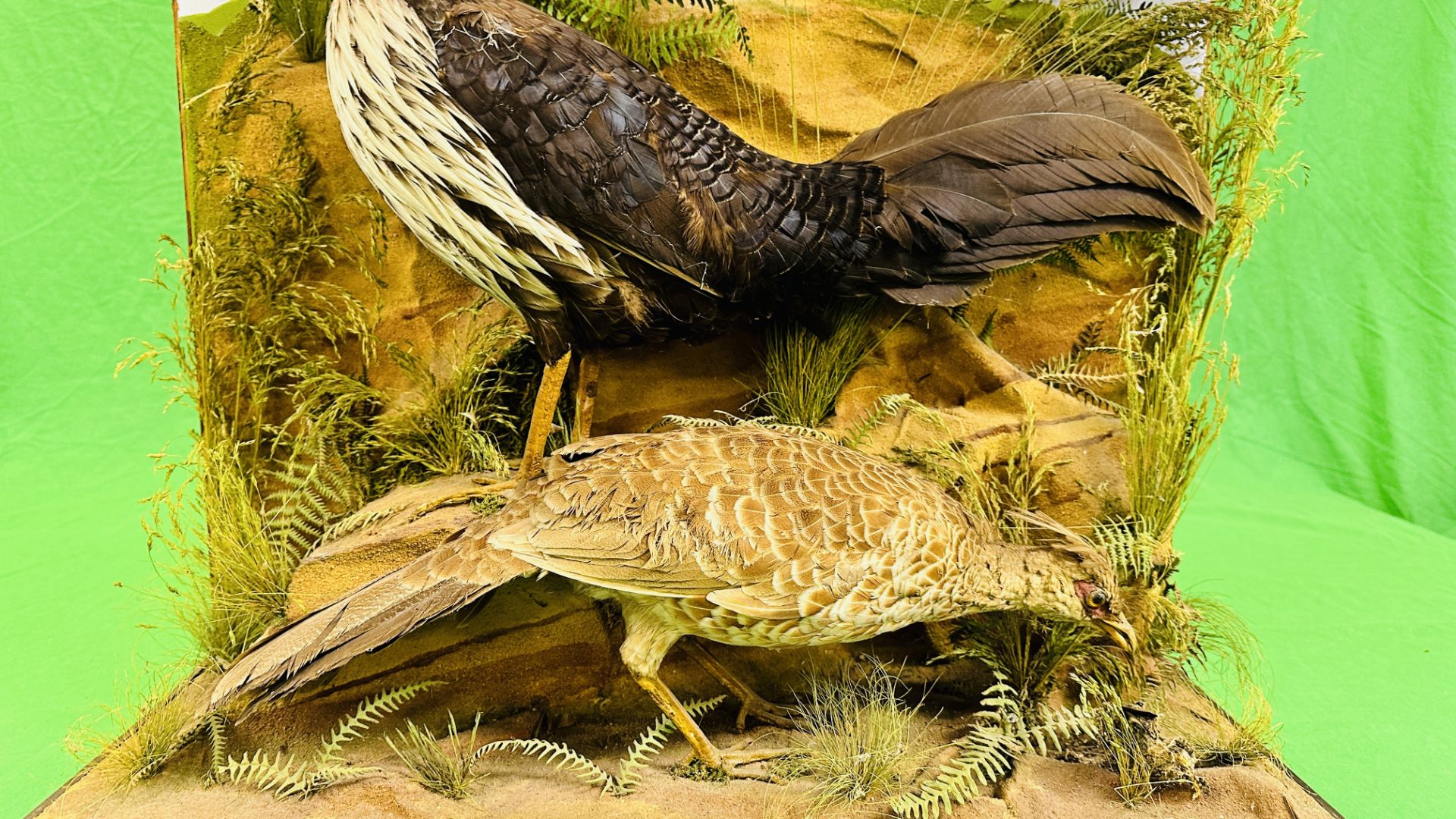 A VICTORIAN MOUNTED TAXIDERMY STUDY OF A PAIR OF CONTINENTAL PHEASANTS, - Image 3 of 7