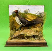 A VICTORIAN MOUNTED TAXIDERMY STUDY OF A PAIR OF CONTINENTAL PHEASANTS,