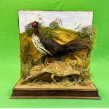 A VICTORIAN MOUNTED TAXIDERMY STUDY OF A PAIR OF CONTINENTAL PHEASANTS,