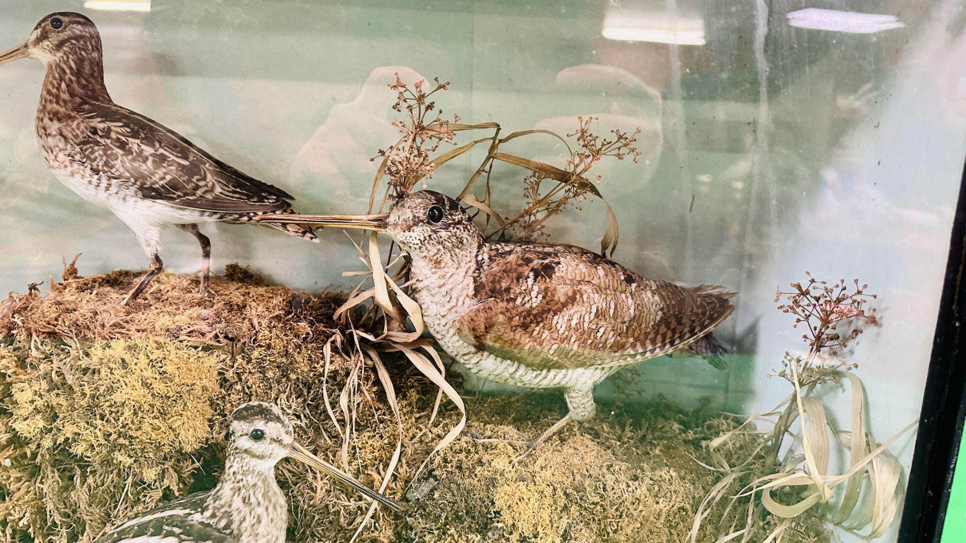 A VICTORIAN CASED TAXIDERMY STUDY DEPICTING SNIPE & WOODCOCK, - Bild 3 aus 8