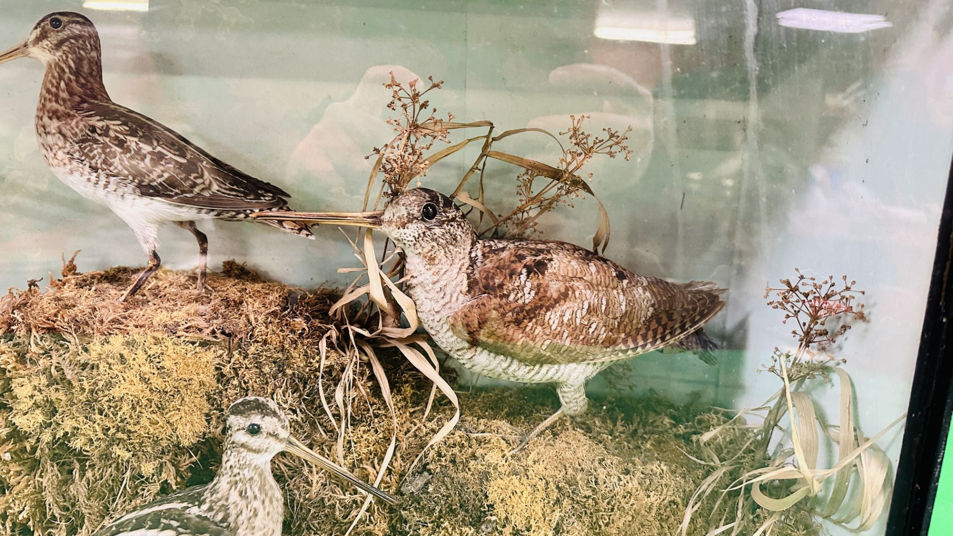 A VICTORIAN CASED TAXIDERMY STUDY DEPICTING SNIPE & WOODCOCK, - Image 3 of 8