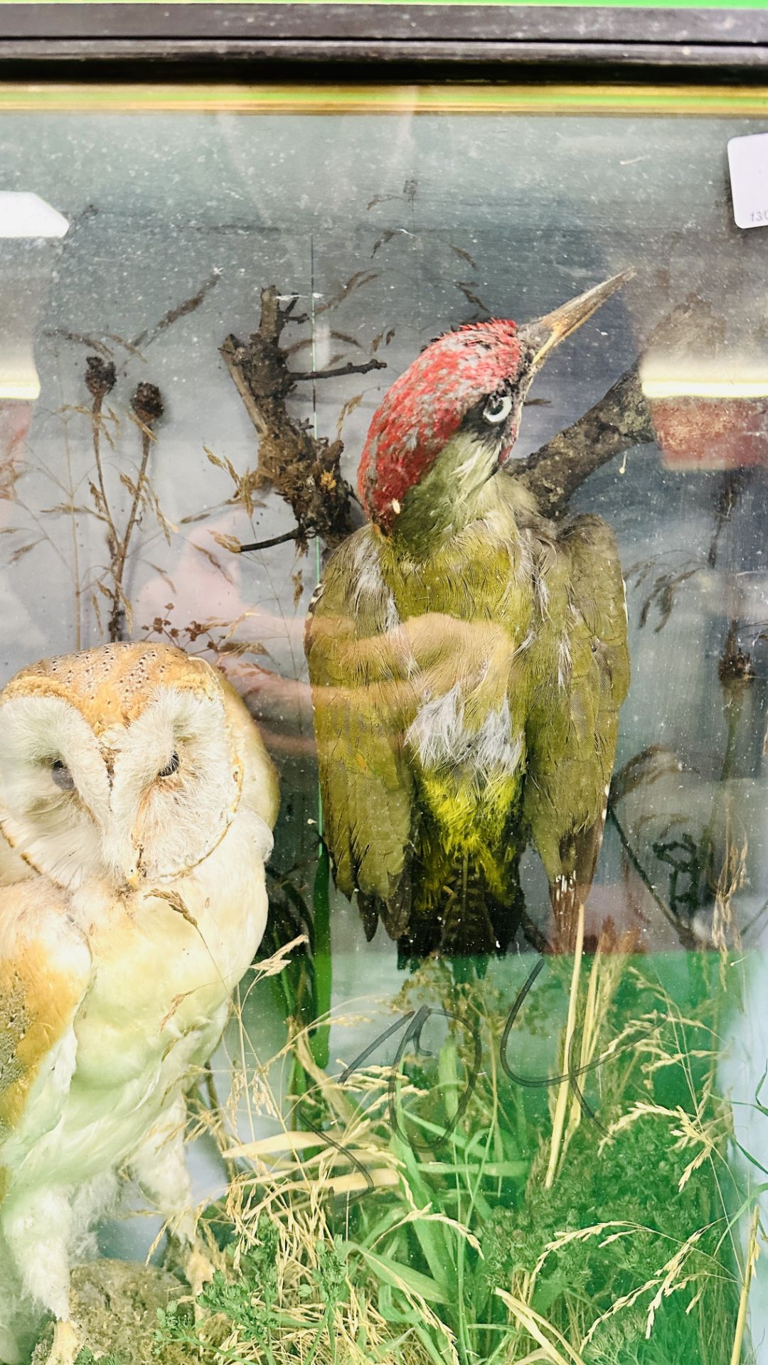 A VICTORIAN CASED TAXIDERMY STUDY OF A BARN OWL AND GREEN WOODPECKER, - Image 3 of 6