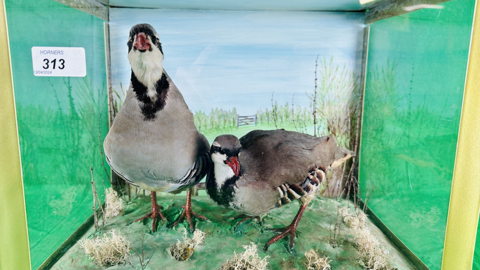 A TAXIDERMY STUDY OF TWO MOUNTED PARTRIDGES - Image 6 of 7