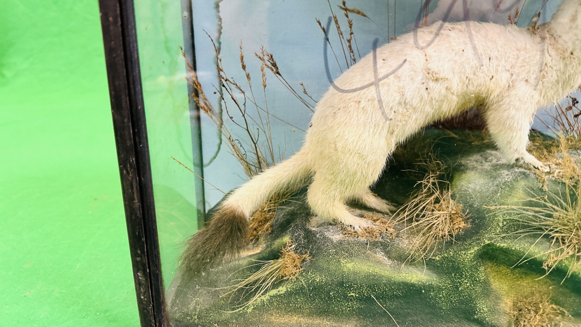 A VICTORIAN CASED TAXIDERMY STUDY OF A STOAT, IN A NATURALISTIC SETTING - W 38.5CM X H 31. - Image 4 of 5