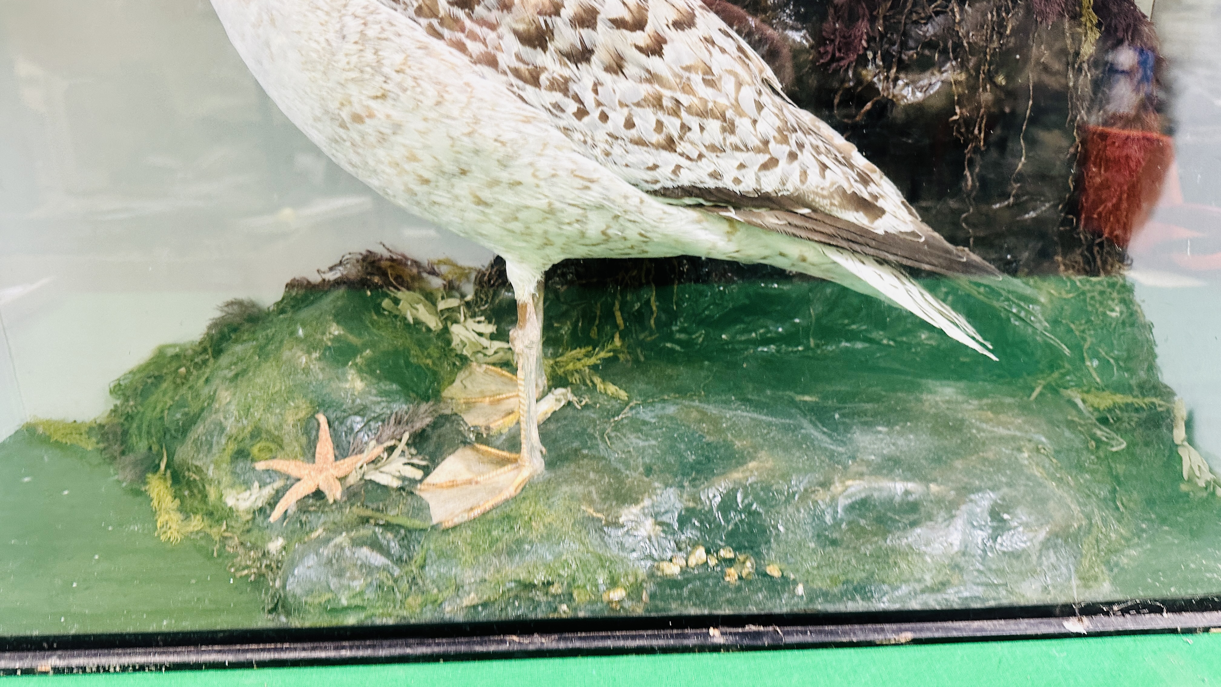 A VICTORIAN CASED TAXIDERMY STUDY OF A SEAGULL, - Image 4 of 8