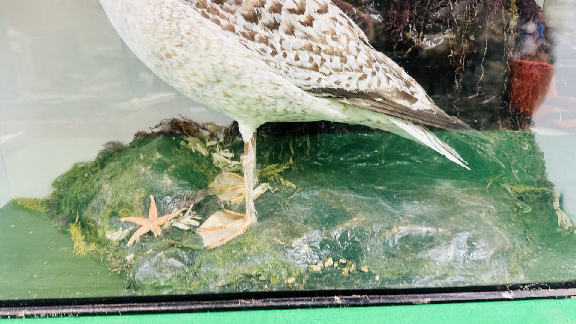 A VICTORIAN CASED TAXIDERMY STUDY OF A SEAGULL, - Bild 4 aus 8