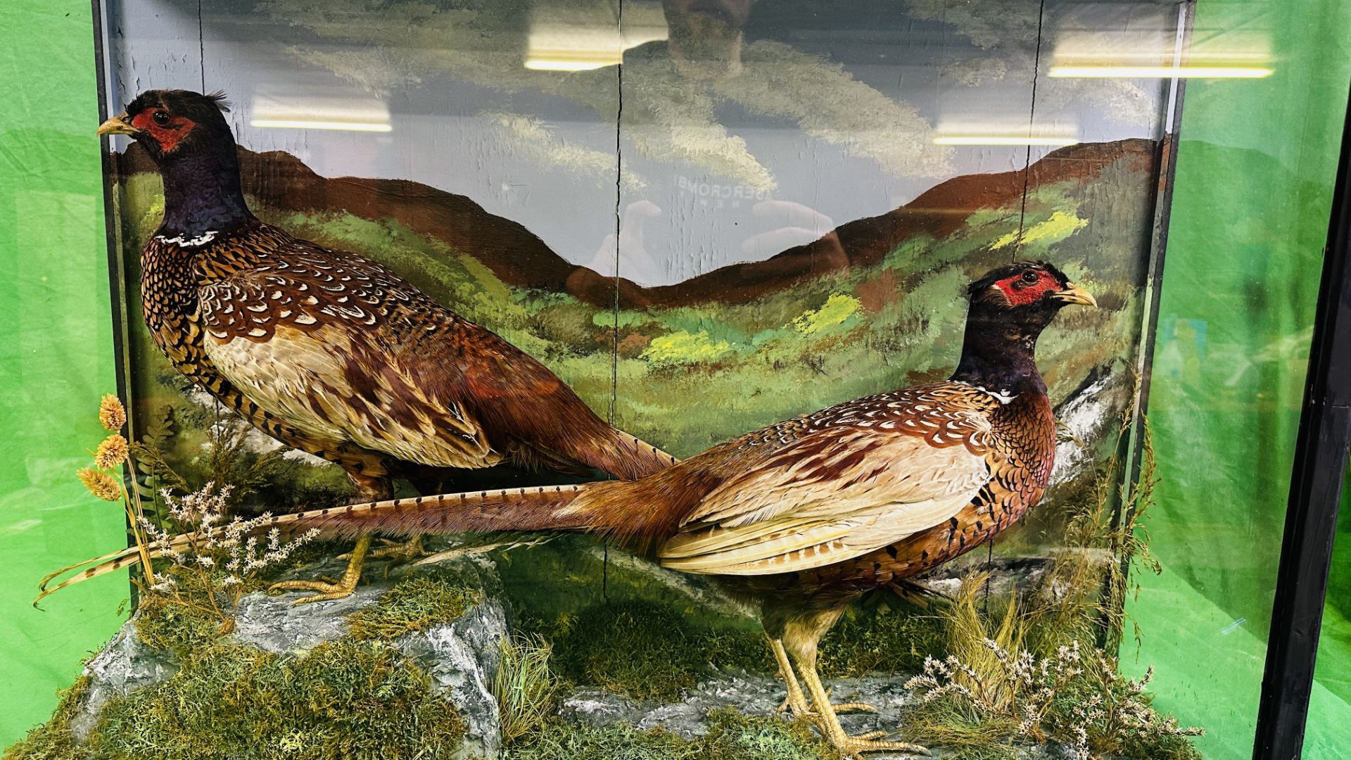 A CASED VICTORIAN TAXIDERMY STUDY OF TWO PHEASANTS, W 86CM X D 25CM X H 61CM. - Image 2 of 5