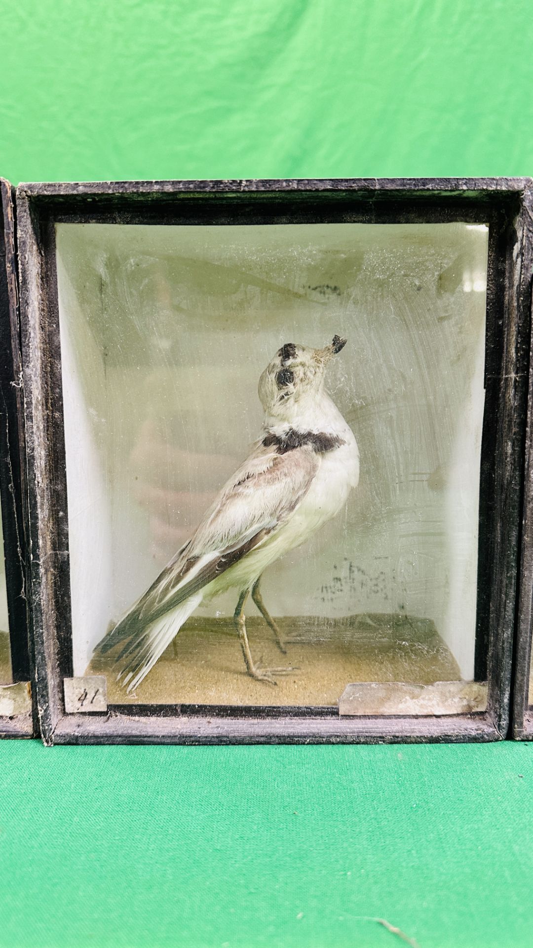 A GROUP OF 3 VICTORIAN CASED TAXIDERMY STUDIES OF WADING BIRDS TO INCLUDE A RINGED PLOVER EXAMPLE - - Image 3 of 5