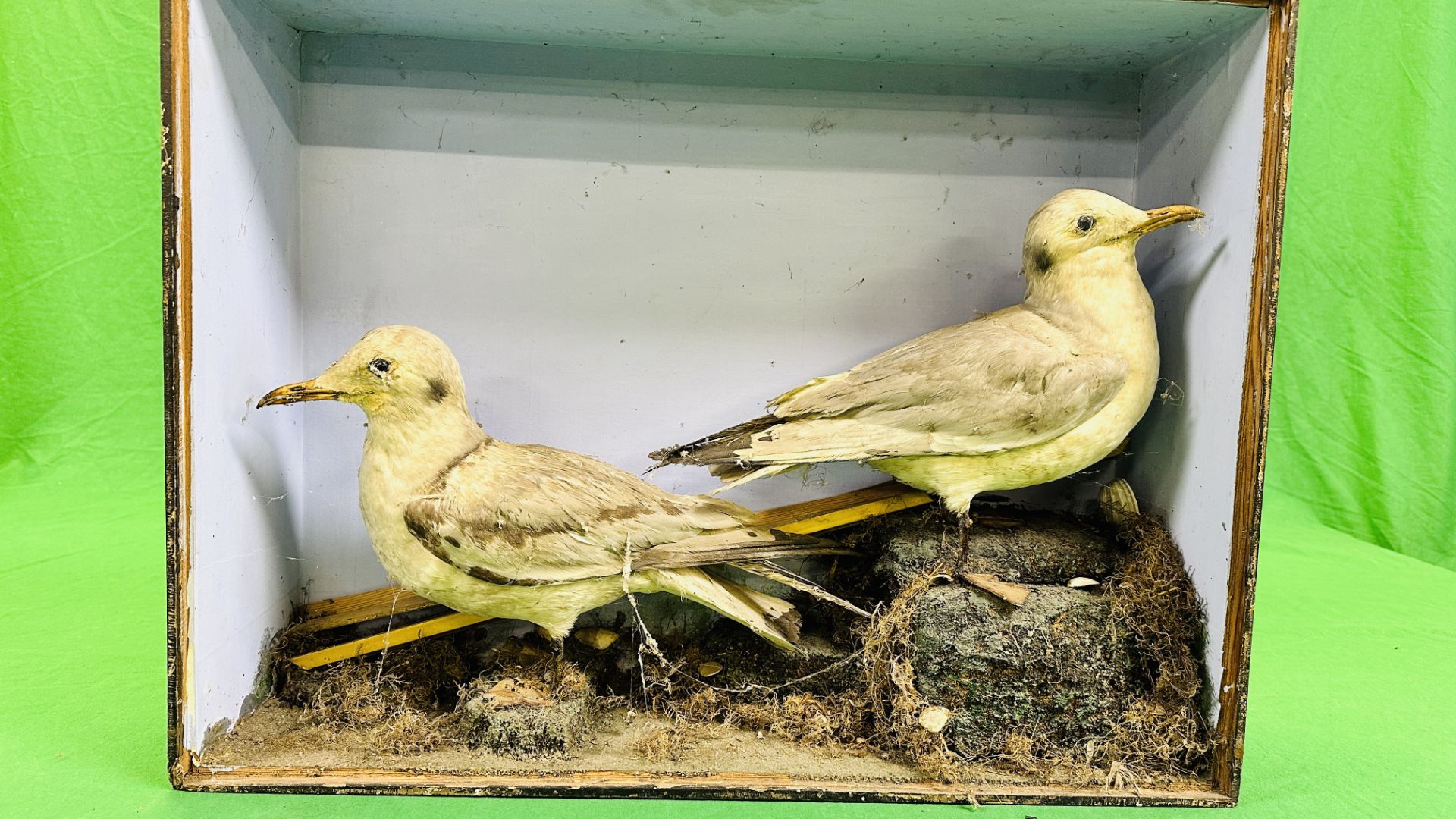 A VICTORIAN CASED TAXIDERMY STUDY OF TWO SEAGULLS, - Image 5 of 5