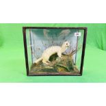 A VICTORIAN CASED TAXIDERMY STUDY OF A STOAT, IN A NATURALISTIC SETTING - W 38.5CM X H 31.