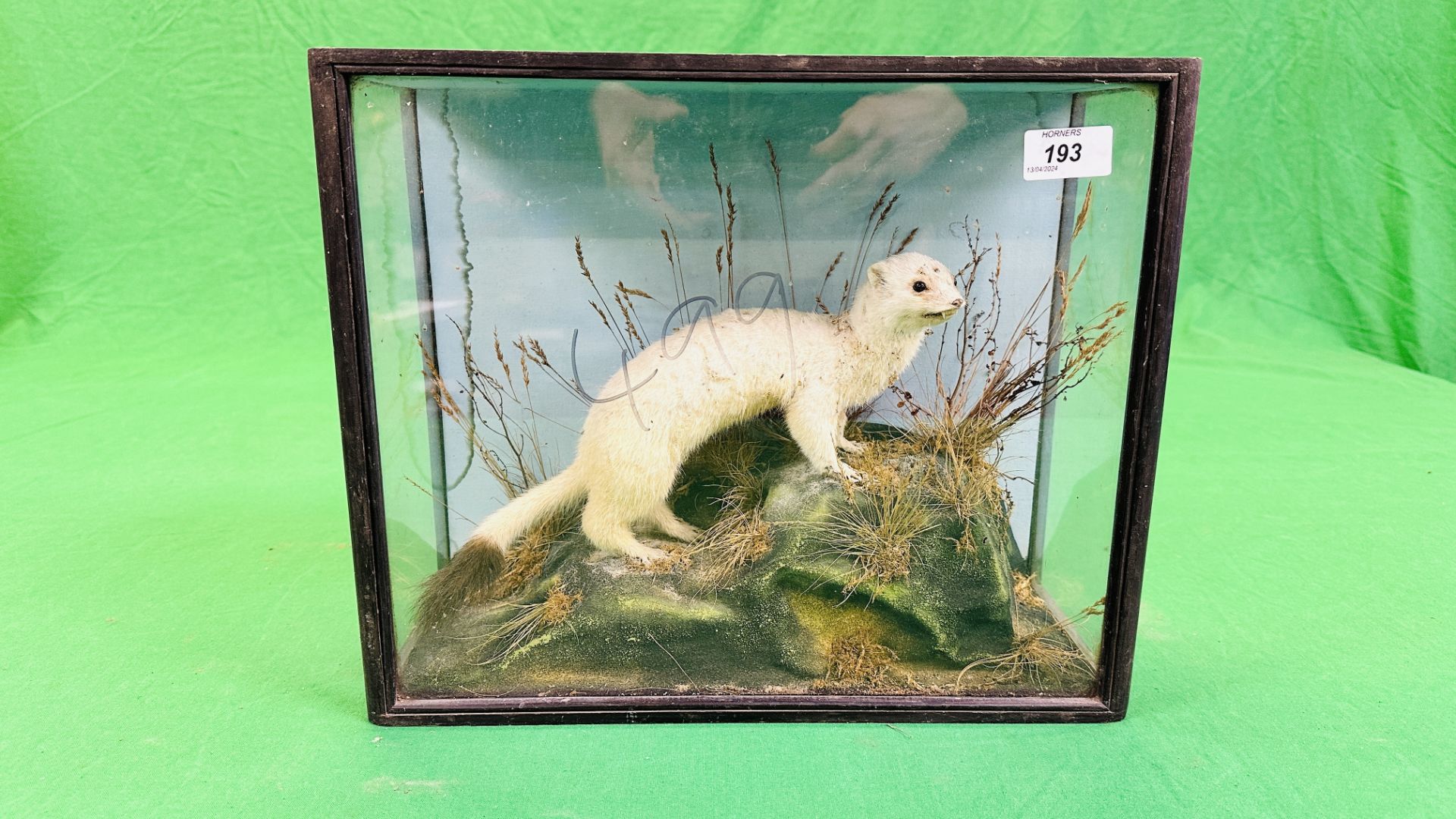 A VICTORIAN CASED TAXIDERMY STUDY OF A STOAT, IN A NATURALISTIC SETTING - W 38.5CM X H 31.