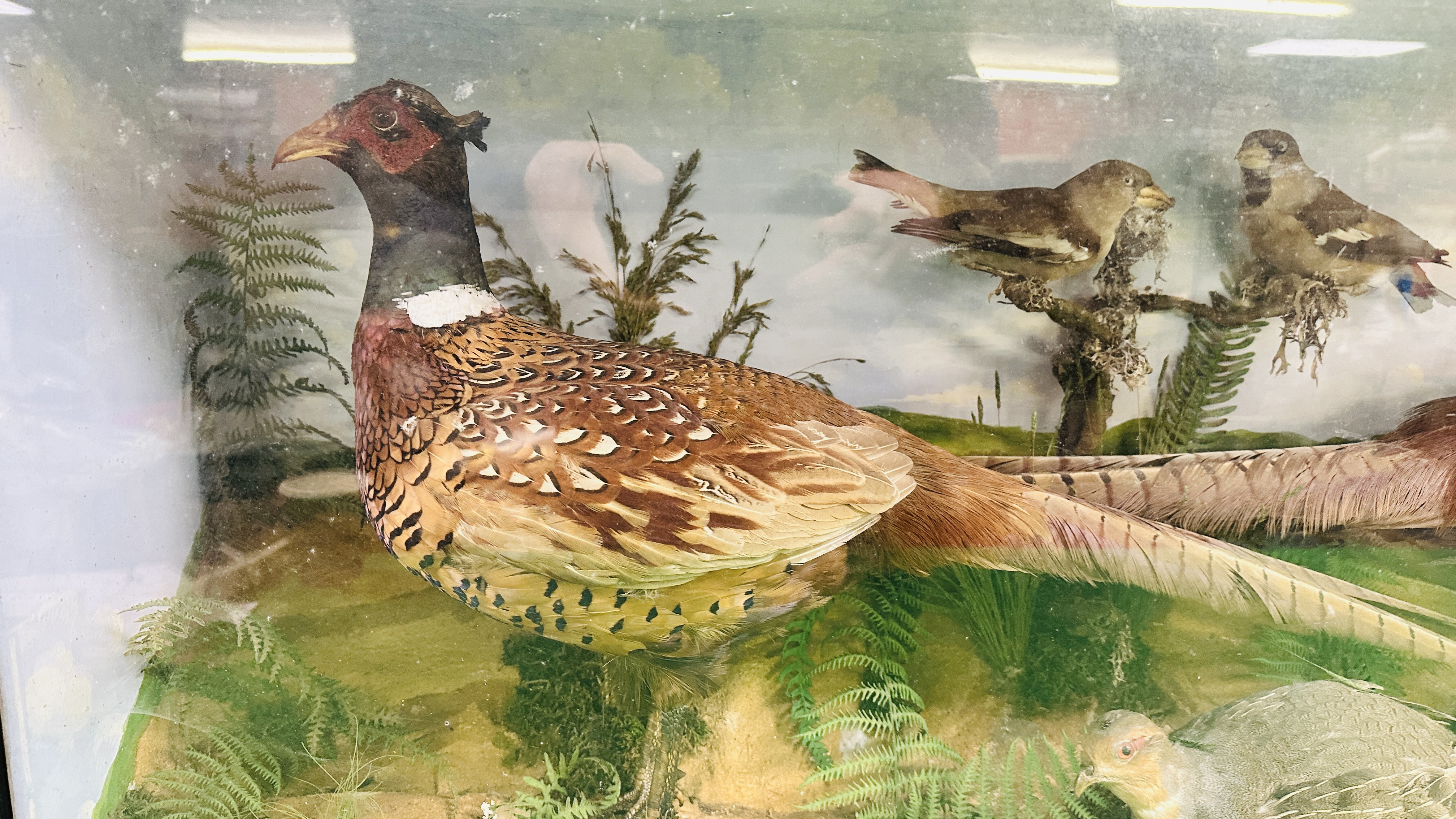 A VICTORIAN CASED TAXIDERMY STUDY DEPICTING A PAIR PHEASANTS, - Image 2 of 9