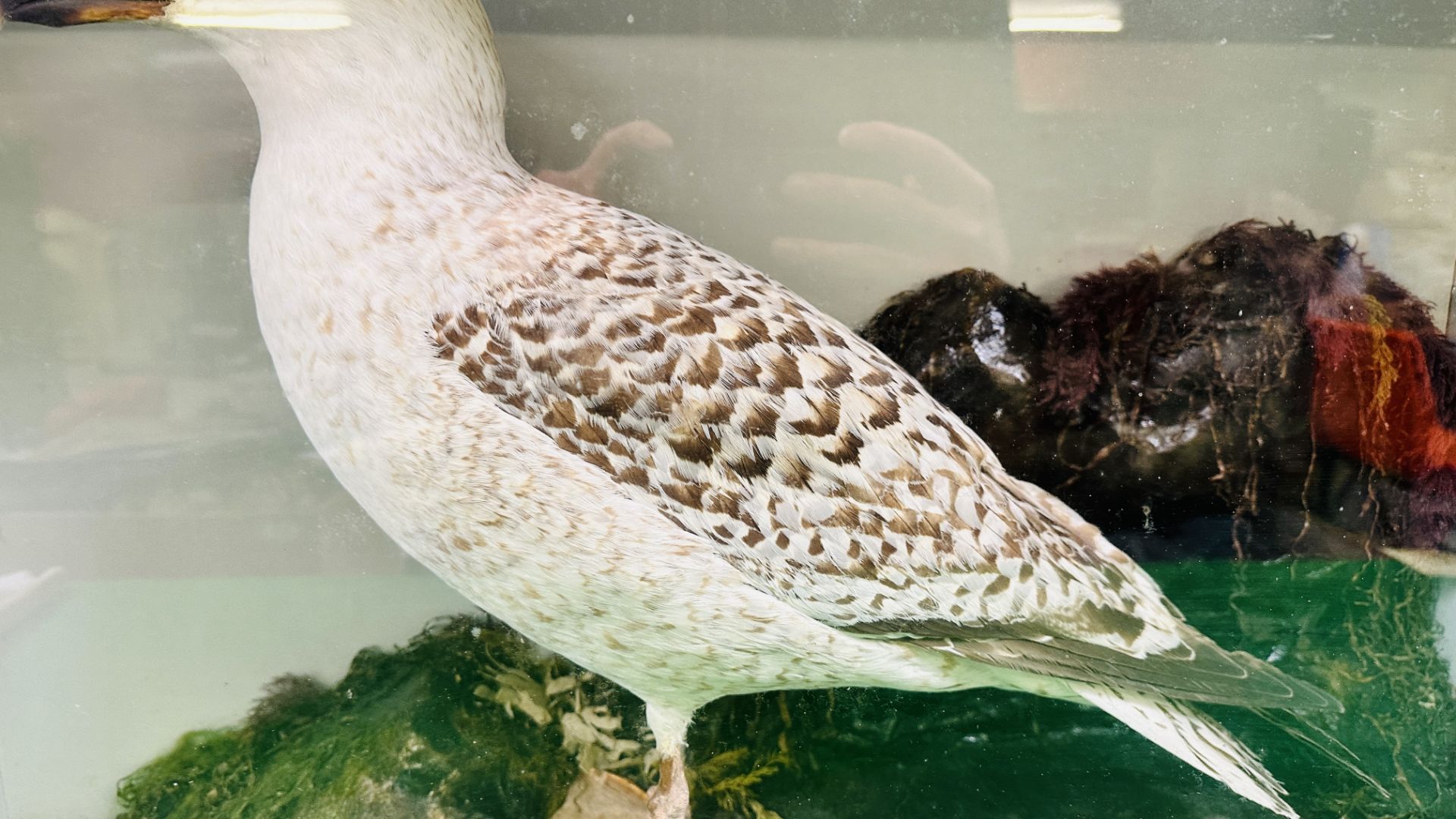 A VICTORIAN CASED TAXIDERMY STUDY OF A SEAGULL, - Bild 3 aus 8