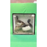 A VICTORIAN CASED TAXIDERMY STUDY OF A PAIR OF TUFTED DUCKS, IN A NATURALISTIC SETTING.