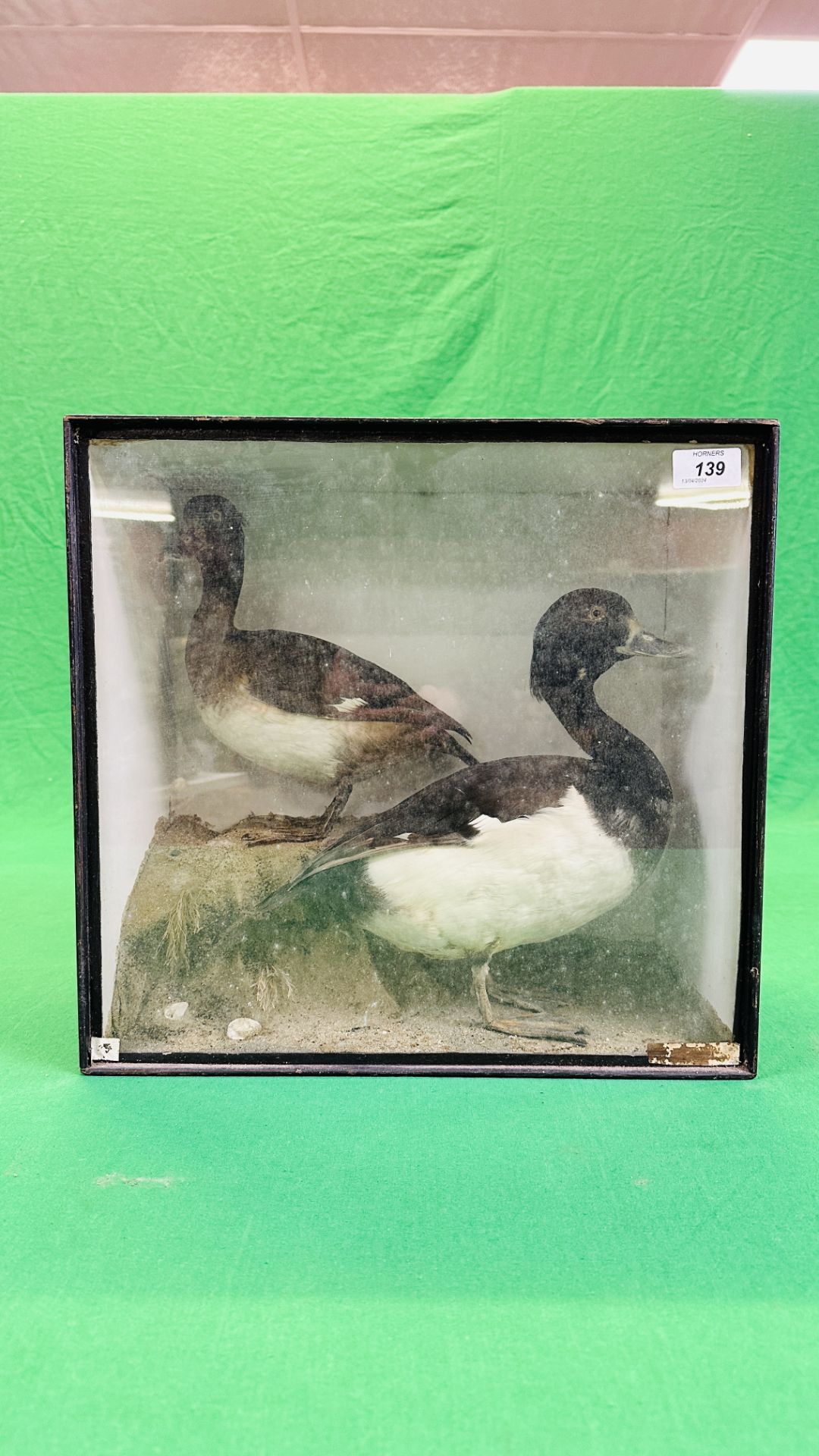 A VICTORIAN CASED TAXIDERMY STUDY OF A PAIR OF TUFTED DUCKS, IN A NATURALISTIC SETTING.