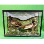 A CASED VICTORIAN TAXIDERMY STUDY OF TWO PHEASANTS, W 86CM X D 25CM X H 61CM.