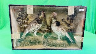 A VICTORIAN CASED TAXIDERMY STUDY OF A PAIR OF RUFFED GROUSE,