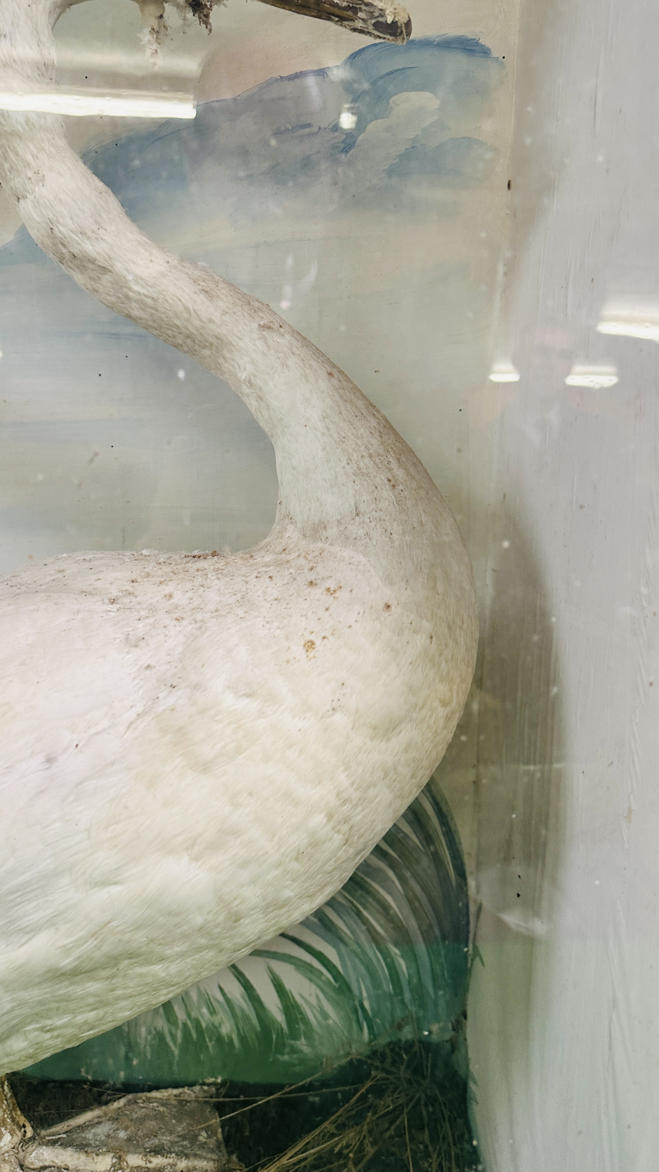 A VICTORIAN CASED TAXIDERMY STUDY OF A SWAN, - Image 4 of 7
