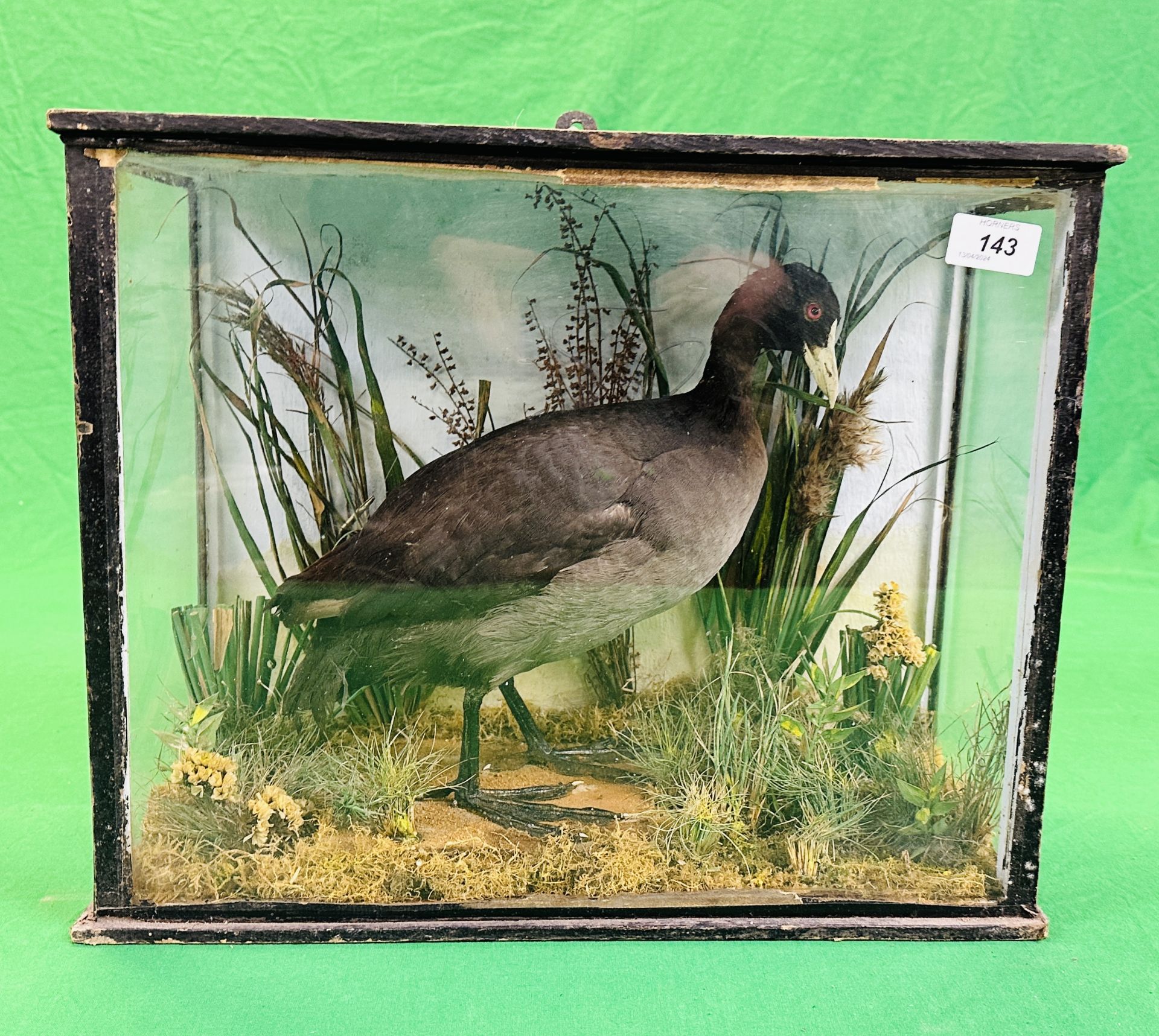 A VICTORIAN CASED TAXIDERMY STUDY OF A COOT, IN A NATURALISTIC SETTING - W 44.5CM X H 36CM X D 20CM. - Image 5 of 6