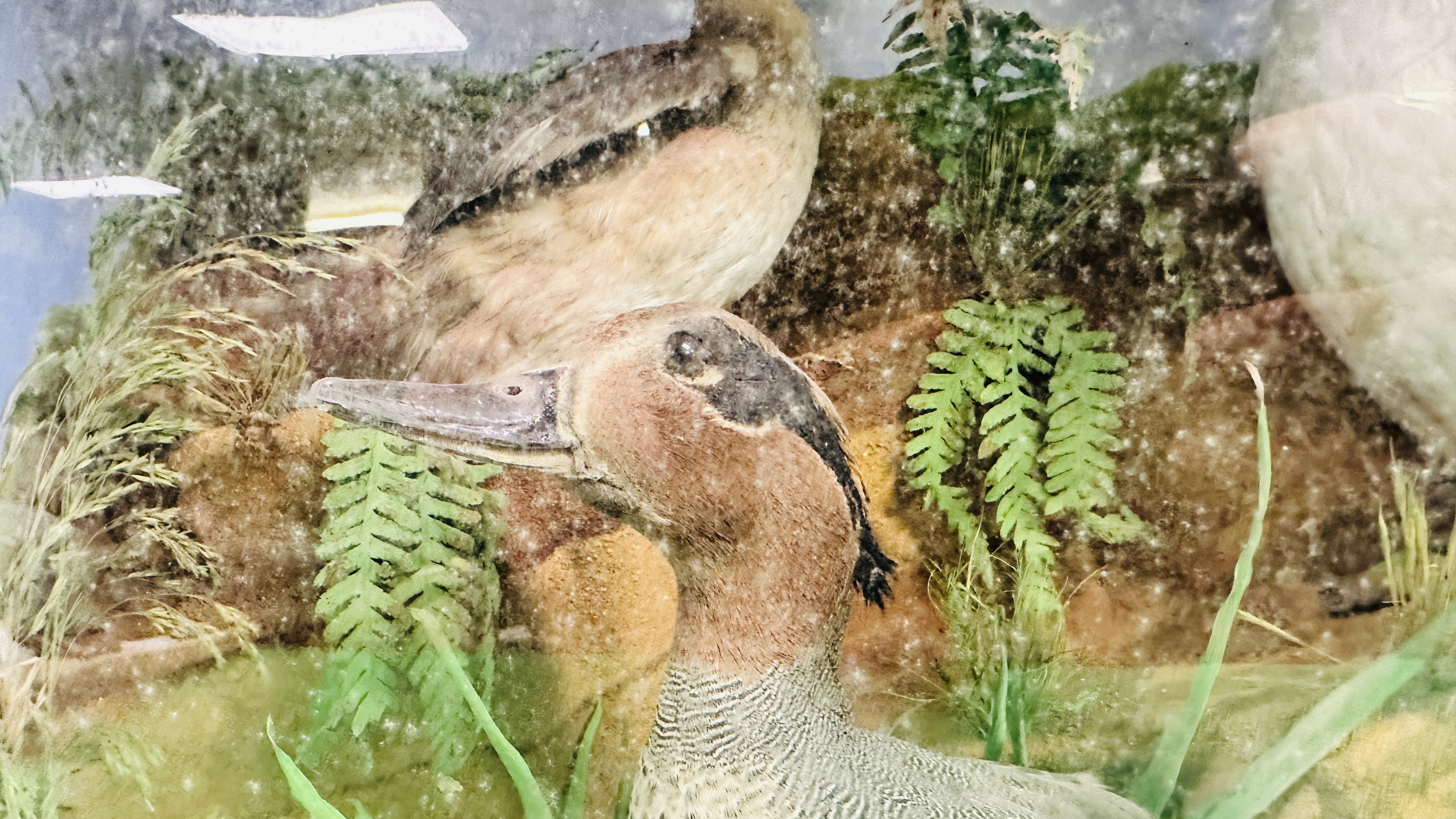 A VICTORIAN CASED TAXIDERMY STUDY DEPICTING A TEAL & TWO GREBES, - Image 5 of 7