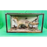 A VICTORIAN CASED TAXIDERMY STUDY OF A FOX, IN A NATURALISTIC SETTING - W 107CM X H 57CM X D 35.