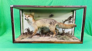 A VICTORIAN CASED TAXIDERMY STUDY OF A FOX, IN A NATURALISTIC SETTING - W 107CM X H 57CM X D 35.