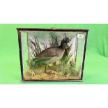 A VICTORIAN CASED TAXIDERMY STUDY OF A COOT, IN A NATURALISTIC SETTING - W 44.5CM X H 36CM X D 20CM.