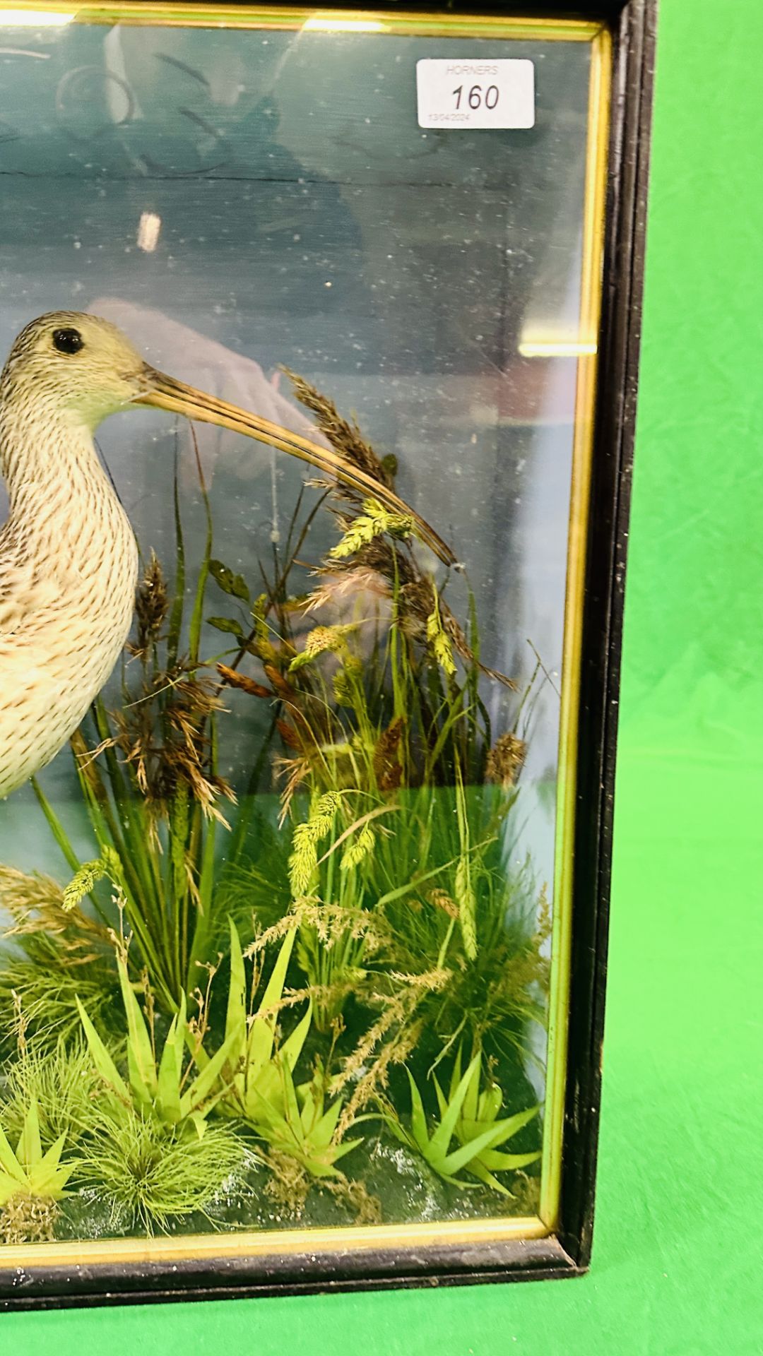 A VICTORIAN CASED TAXIDERMY STUDY OF A CURLEW, IN A NATURALISTIC SETTING - W 59CM X H 48. - Bild 8 aus 11