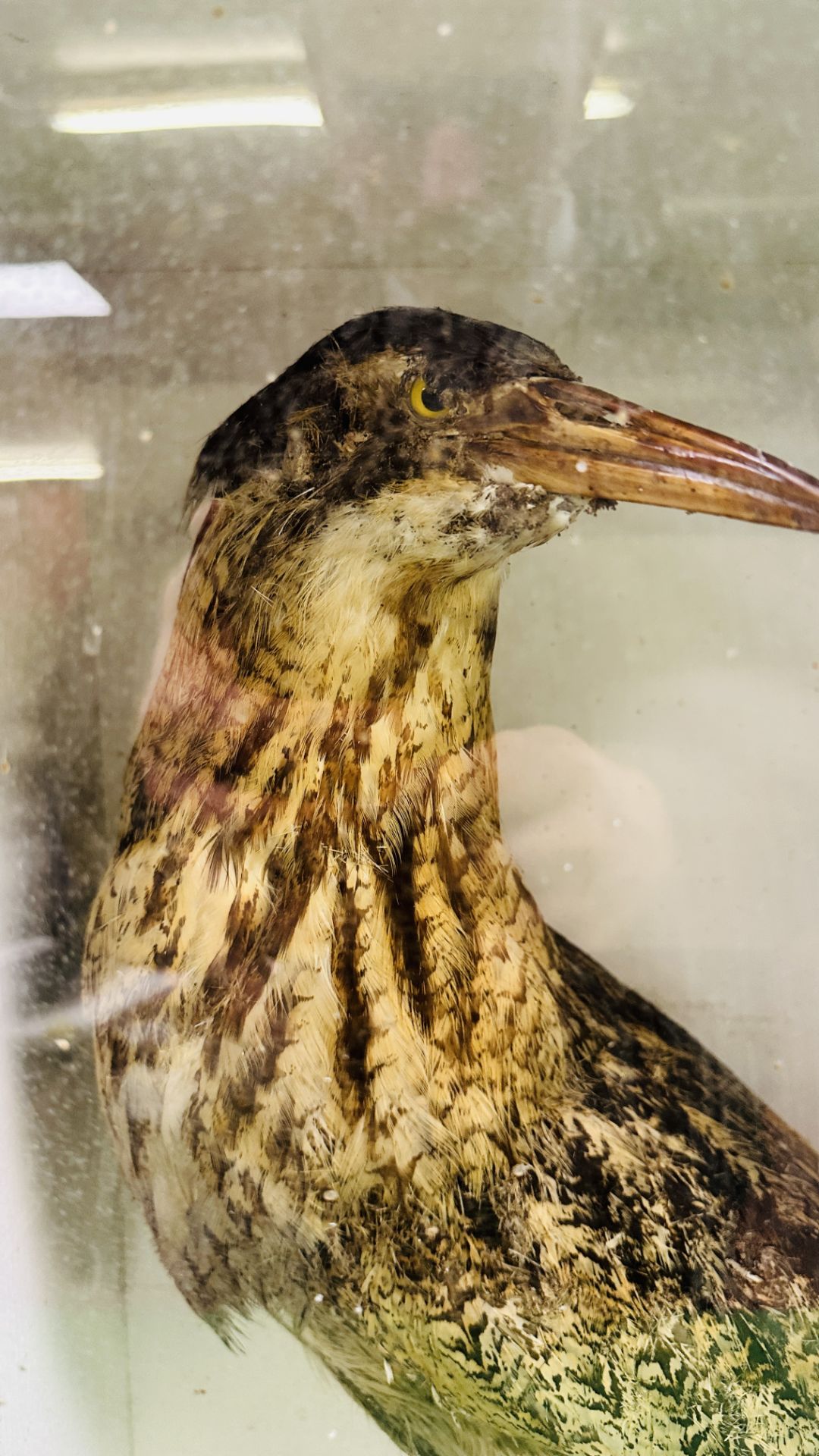 A VICTORIAN CASED TAXIDERMY STUDY OF A BITTERN - W 39CM X H 62CM X D 25. - Image 2 of 7