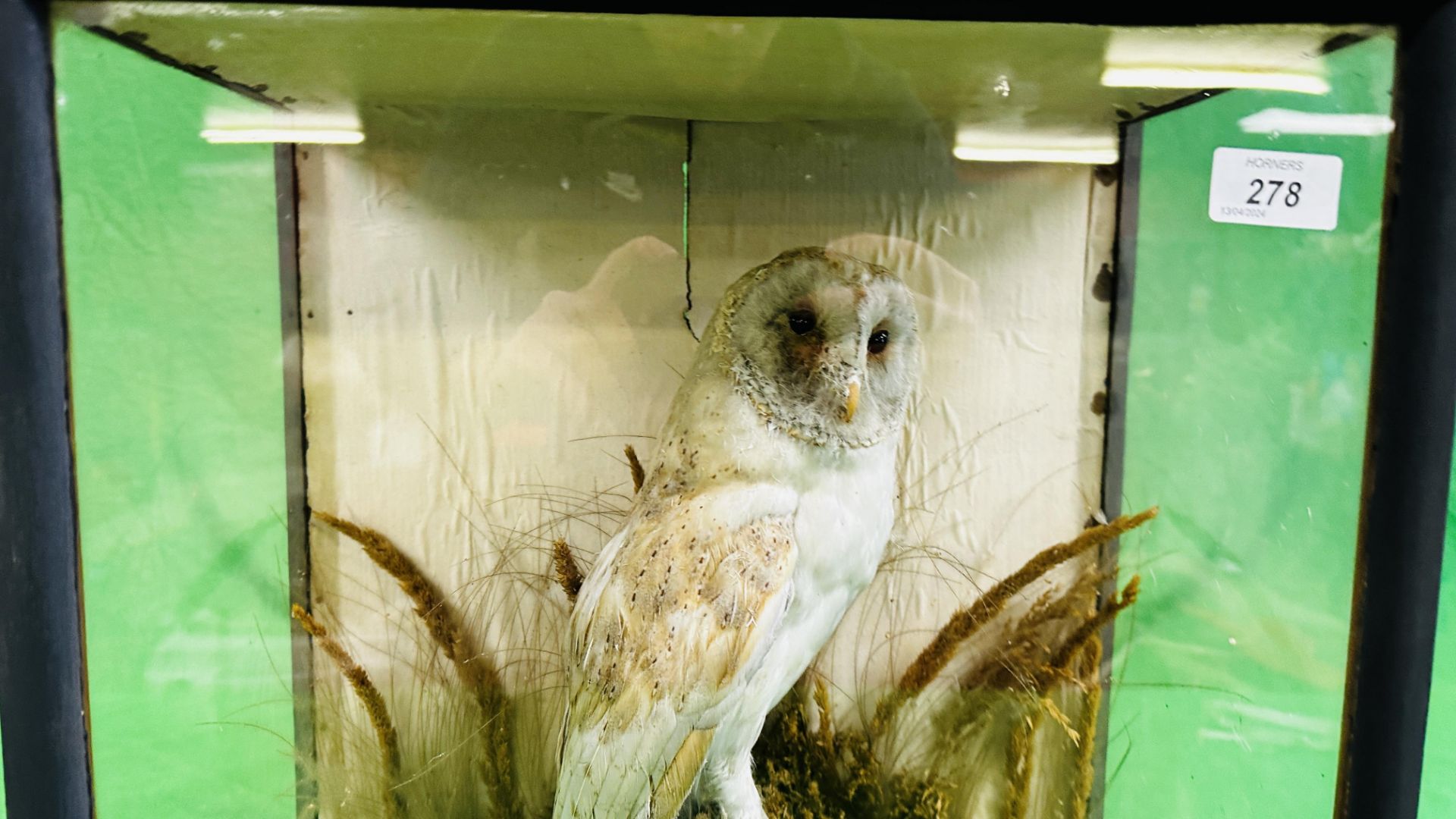 A CASED VICTORIAN TAXIDERMY STUDY OF A OWL, W 43CM X D 24CM X H 48CM.