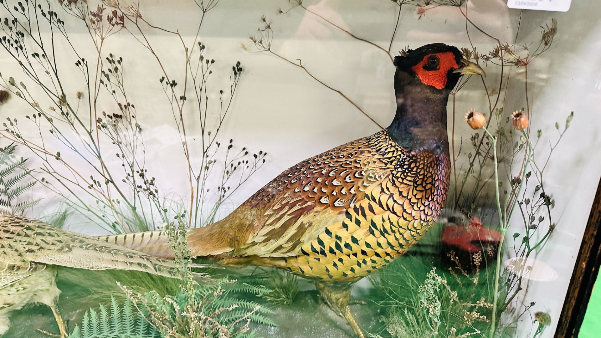 A CASED DISPLAY OF TAXIDERMY OF AN ADULT PAIR OF PHEASANTS. - Image 3 of 8